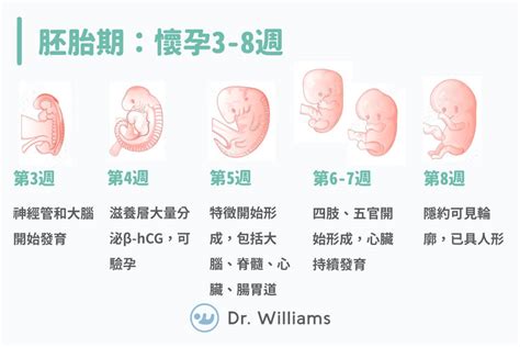 配電箱位置 胚胎器官發育順序